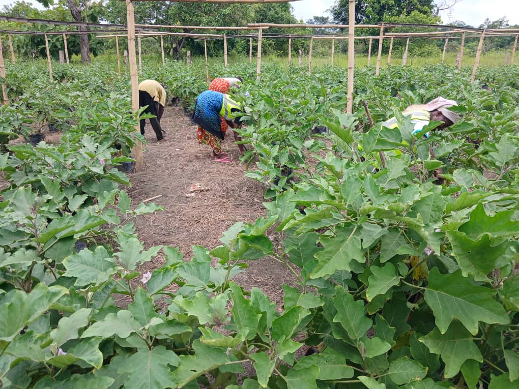Bénéficiaires entretenant des plants d’aubergine dans un jardin